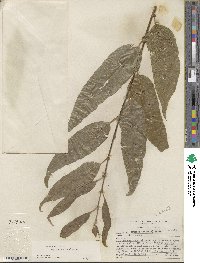 Salix lucida subsp. caudata image