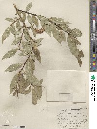 Salix lucida image