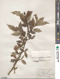 Salix lucida image