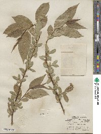 Salix lucida image