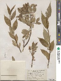 Salix lucida image