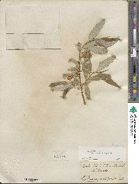 Salix lucida image