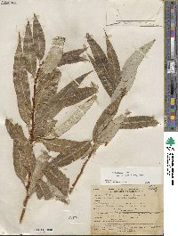 Salix lucida subsp. lasiandra image