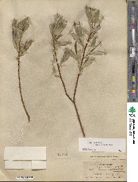 Salix lucida subsp. lasiandra image