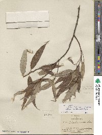 Salix lucida subsp. lasiandra image