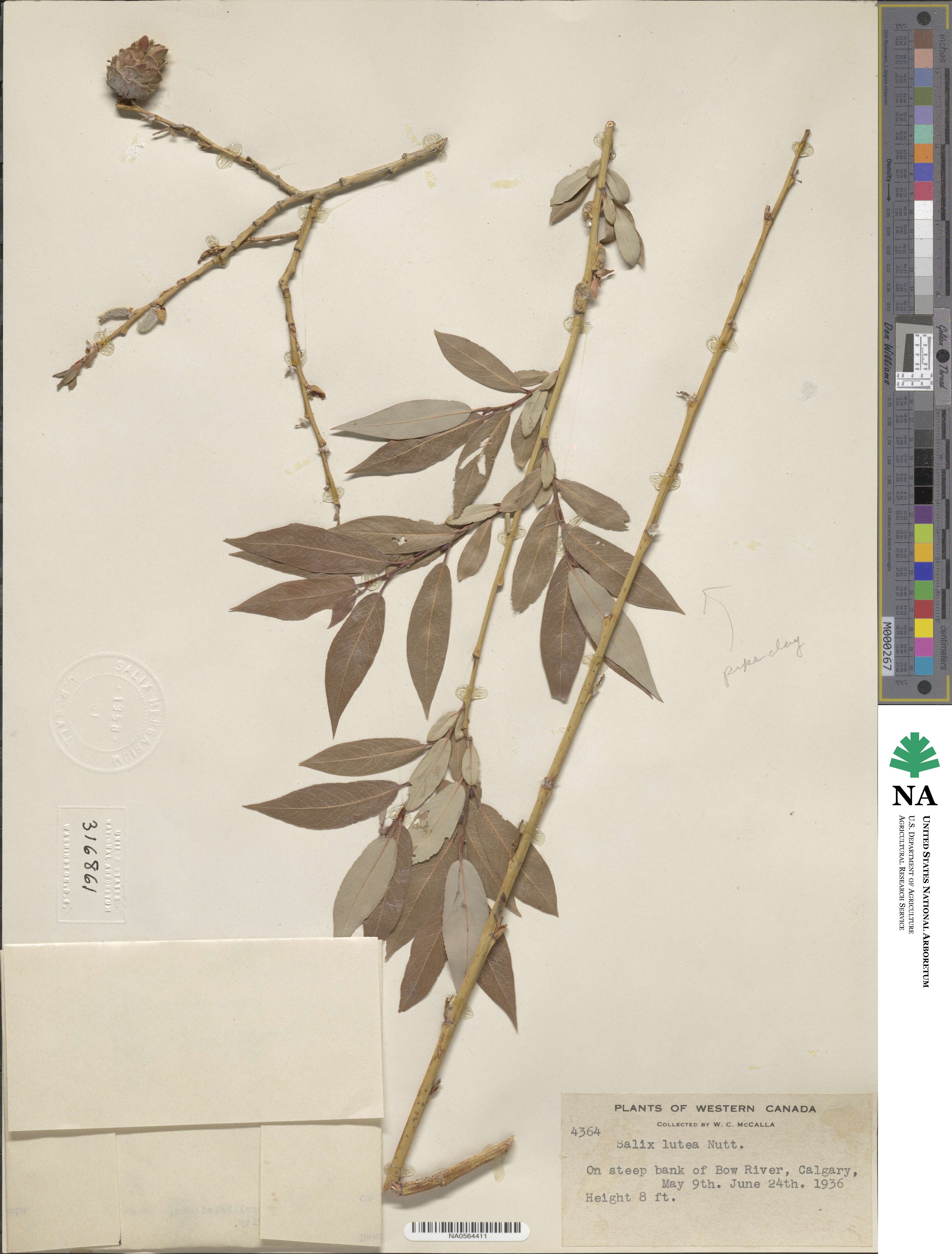 Salix lutea image