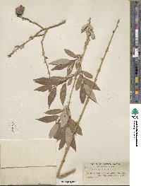 Salix lutea image