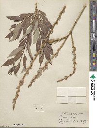 Salix lutea image