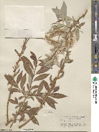 Salix lutea image