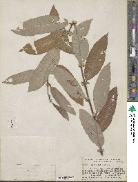 Salix lutea image