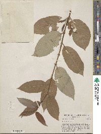 Salix lutea image