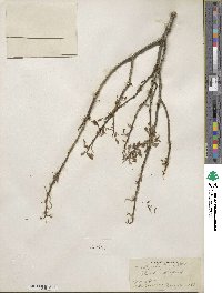 Salix lutea image