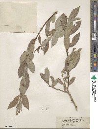 Salix lutea image