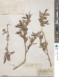 Salix lutea image