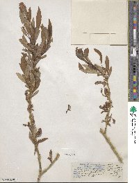 Salix lutea image