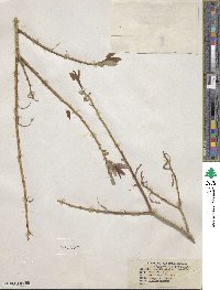 Salix lutea image