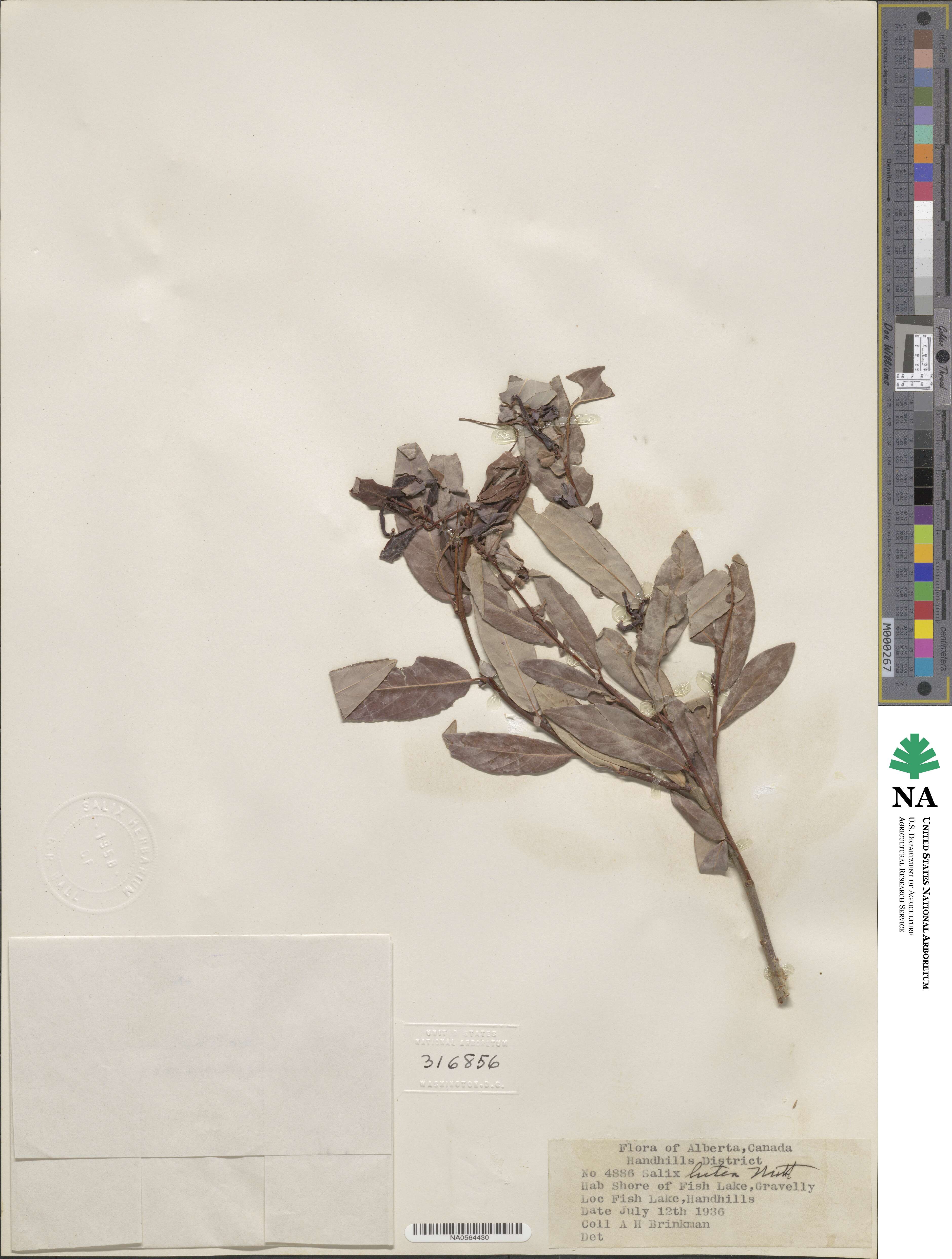 Salix lutea image