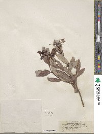 Salix lutea image