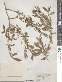 Salix lutea image