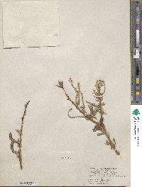 Salix lutea image