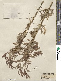 Salix lutea image