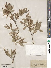 Salix lutea image