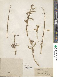 Salix lutea image