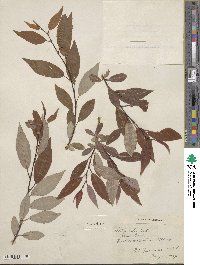 Salix lutea image