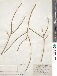 Salix lutea image