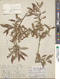 Salix lutea image