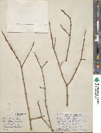 Salix lutea image