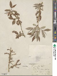 Salix lutea image