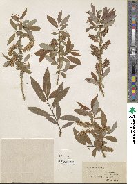 Salix lutea image