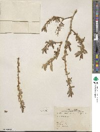 Salix lutea image