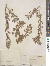 Salix lutea image