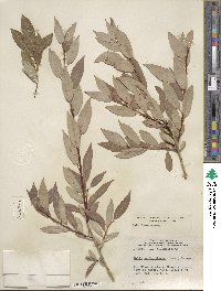 Salix lutea image