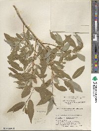 Salix lutea image