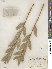 Salix lutea image