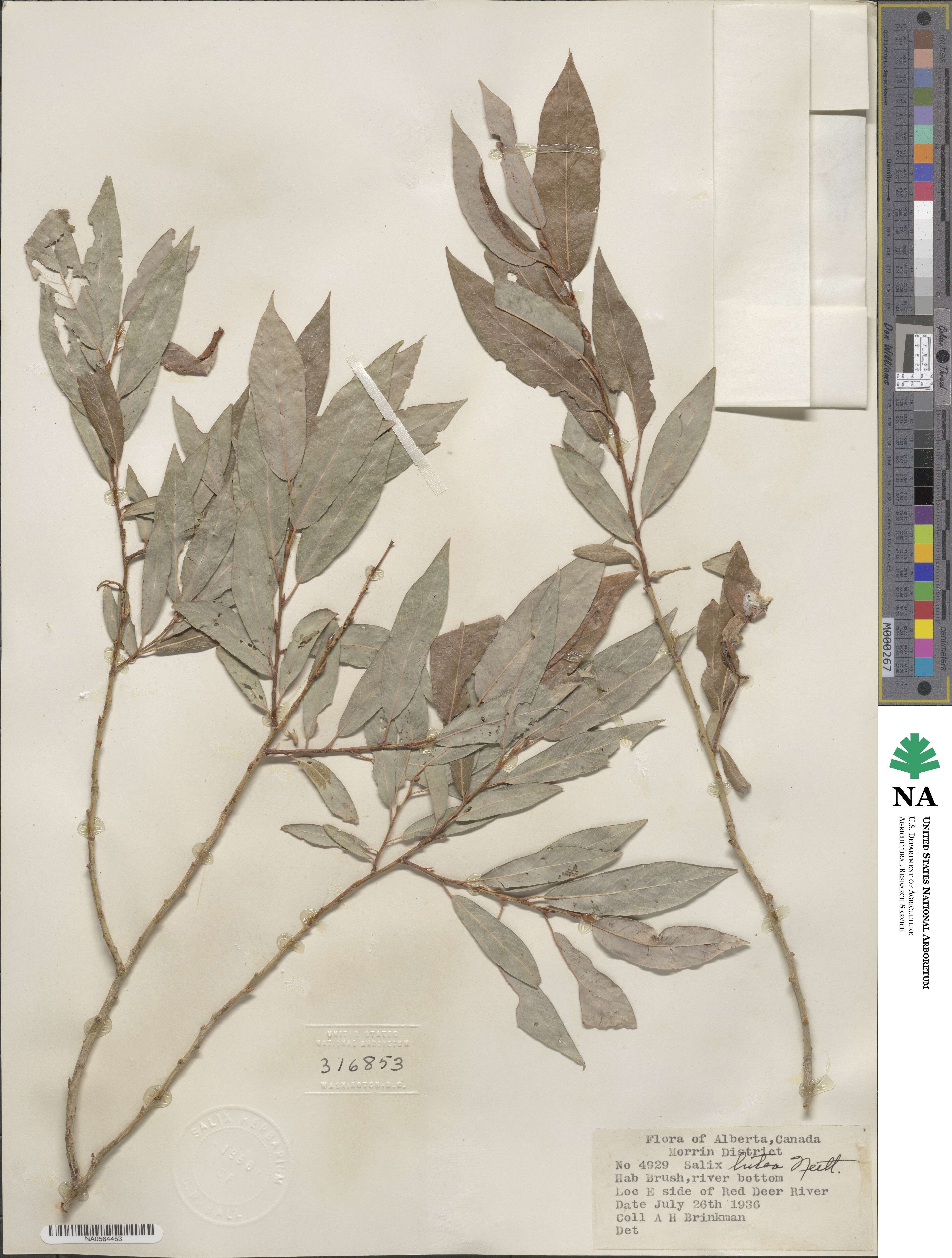 Salix lutea image