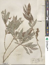 Salix lutea image