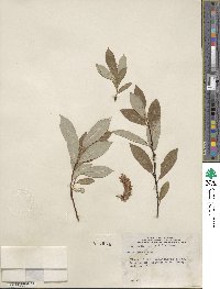 Salix lutea image