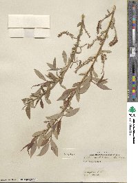 Salix lutea image