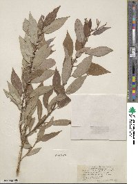 Salix lutea image