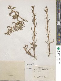 Salix lutea image