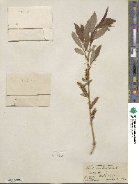 Salix lutea image