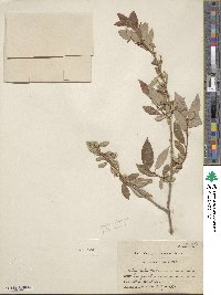 Salix lutea image