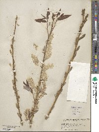 Salix lutea image