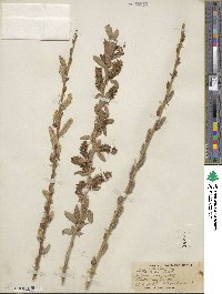 Salix lutea image