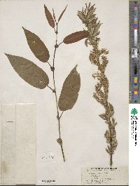 Salix lutea image