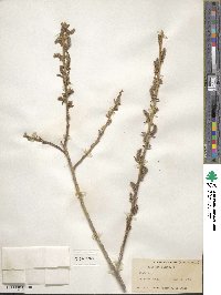 Salix lutea image